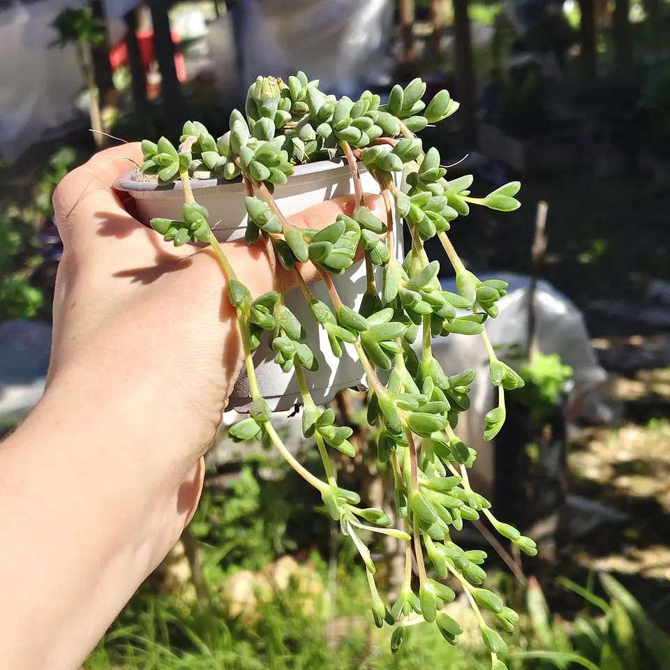 Braunsia Maximilani 3