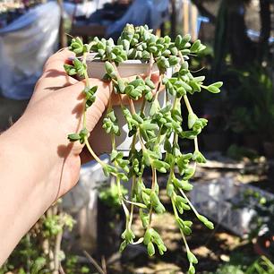 Braunsia Maximilani
