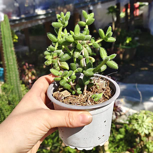 Delosperma Echinatum