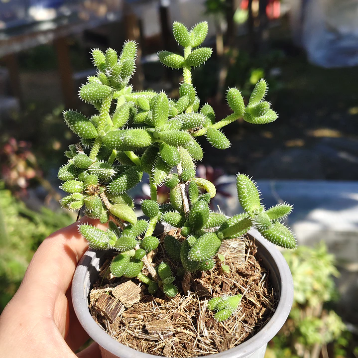 Delosperma Echinatum 3