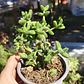 Delosperma Echinatum - Miniatura 3