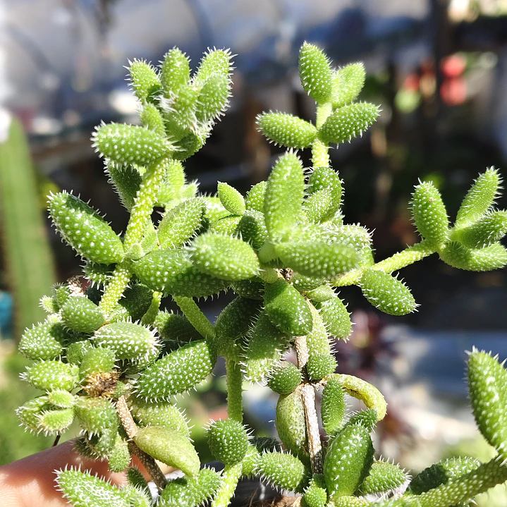 Delosperma Echinatum 2