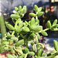 Delosperma Echinatum - Miniatura 2