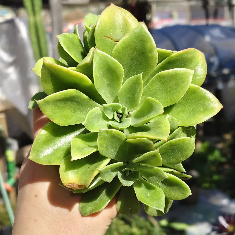 Echeveria Stolonifera 3