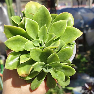 Echeveria Stolonifera