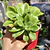 Echeveria Stolonifera