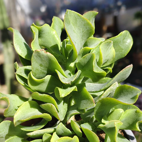Crassula Ondulafolia