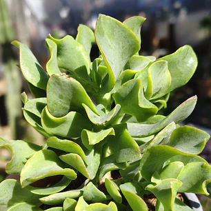 Crassula Ondulafolia