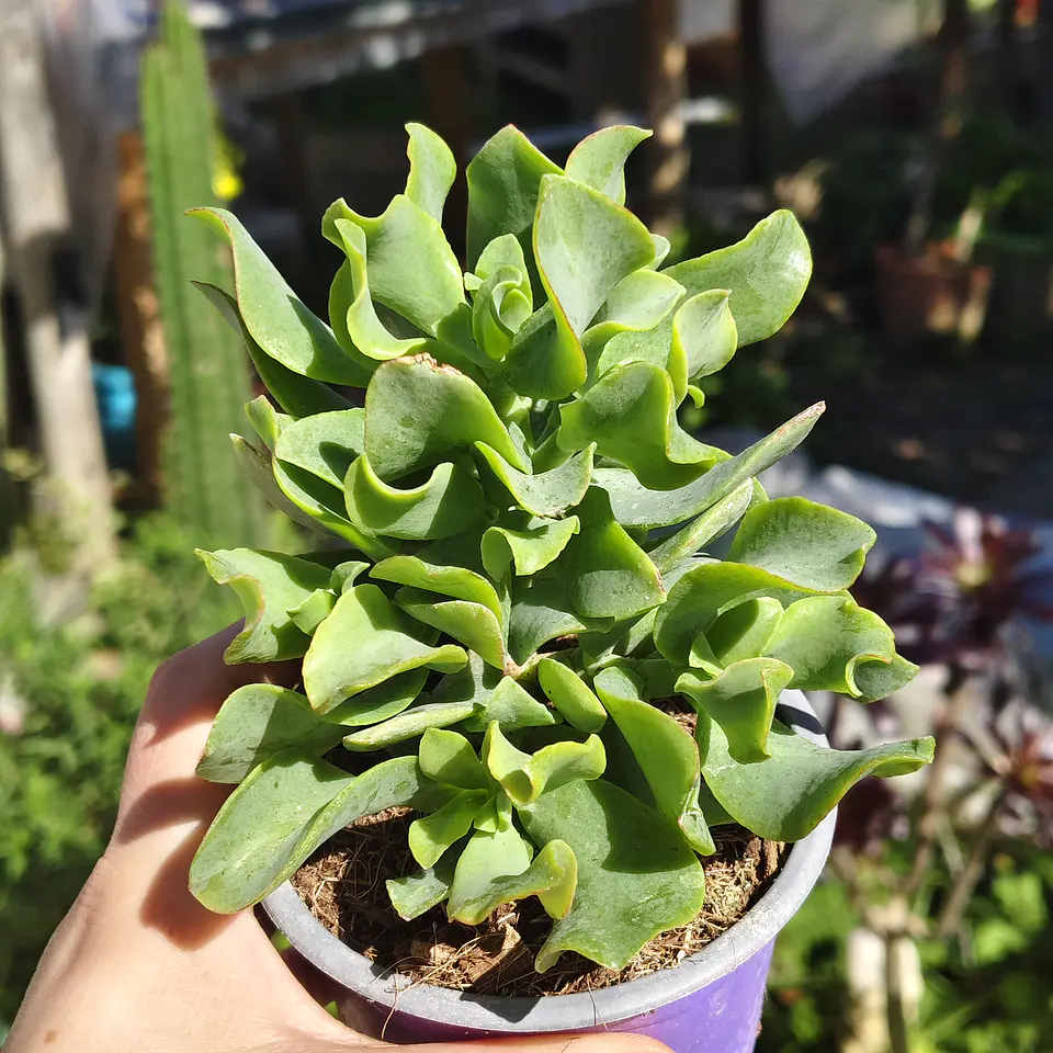 Crassula Ondulafolia 3