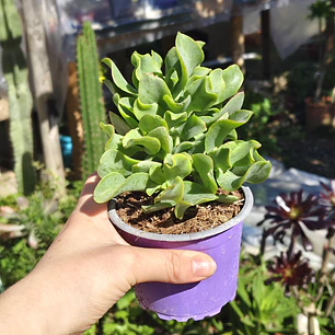 Crassula Ondulafolia