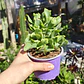 Crassula Ondulafolia - Miniatura 2