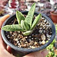 Gasteria batesiana 