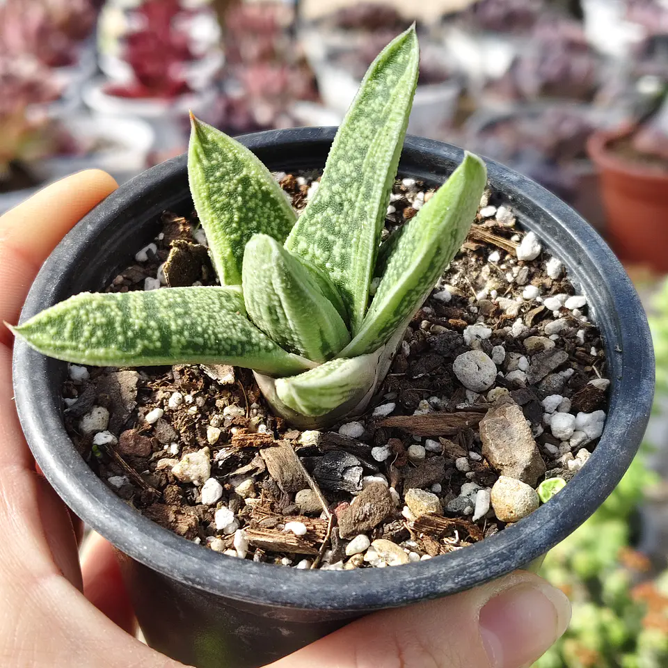 Gasteria batesiana 