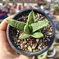 Gasteria batesiana 