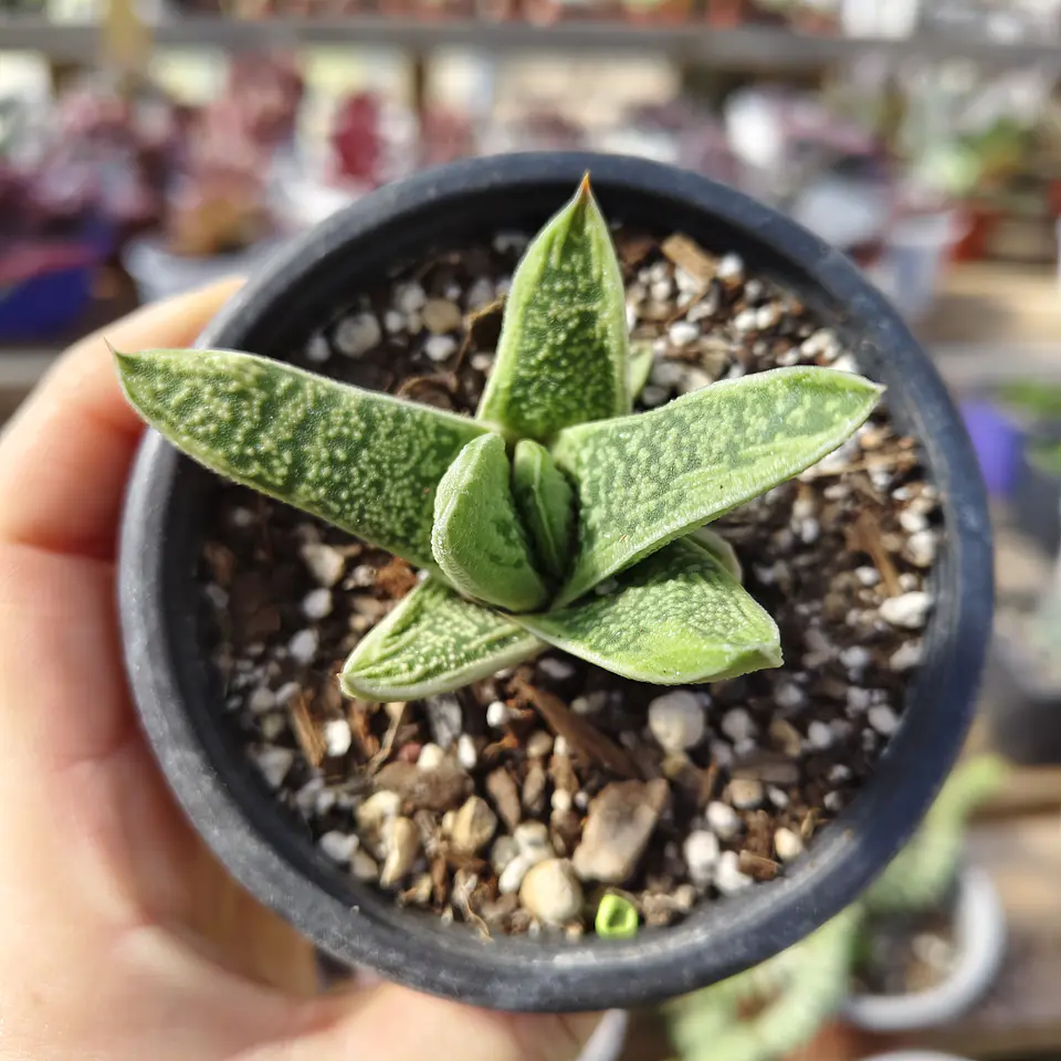 Gasteria batesiana 
