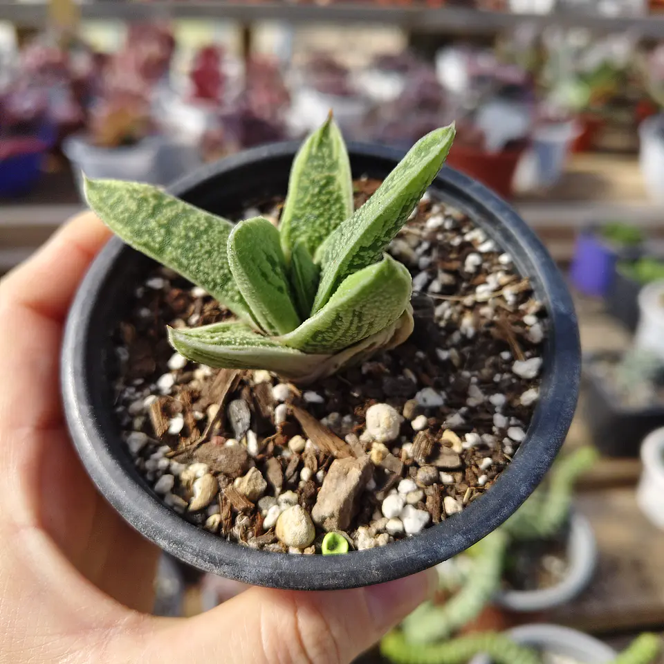 Gasteria batesiana 