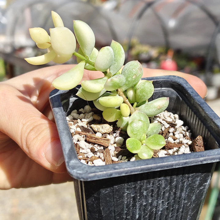 Cotyledon Pendens Variegado 3