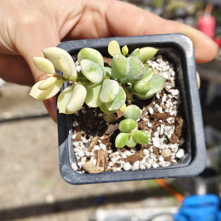 Cotyledon Pendens Variegado 2