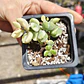 Cotyledon Pendens Variegado - Miniatura 2