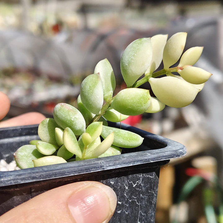 Cotyledon Pendens Variegado 1