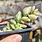 Cotyledon Pendens Variegado - Miniatura 1