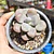 Graptopetalum amethystinum