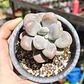 Graptopetalum amethystinum - Miniatura 1