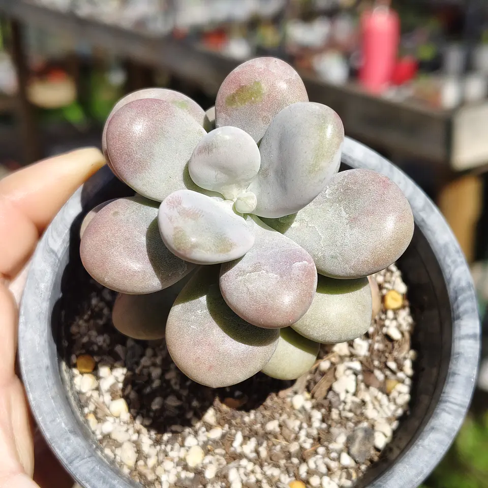 Graptopetalum amethystinum 3