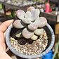 Graptopetalum amethystinum - Miniatura 2