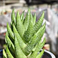 Haworthia Reinwardtii - Miniatura 2