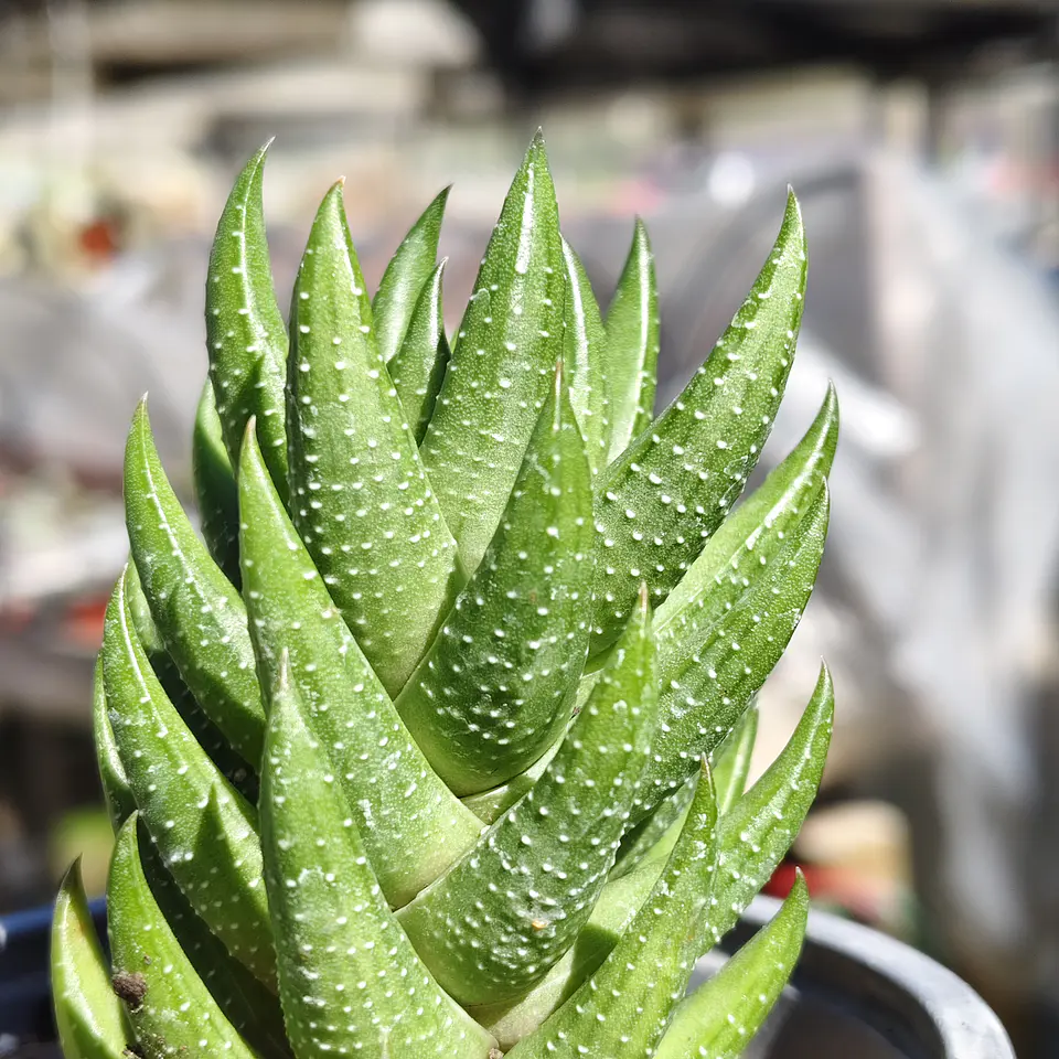 Haworthia Reinwardtii 2