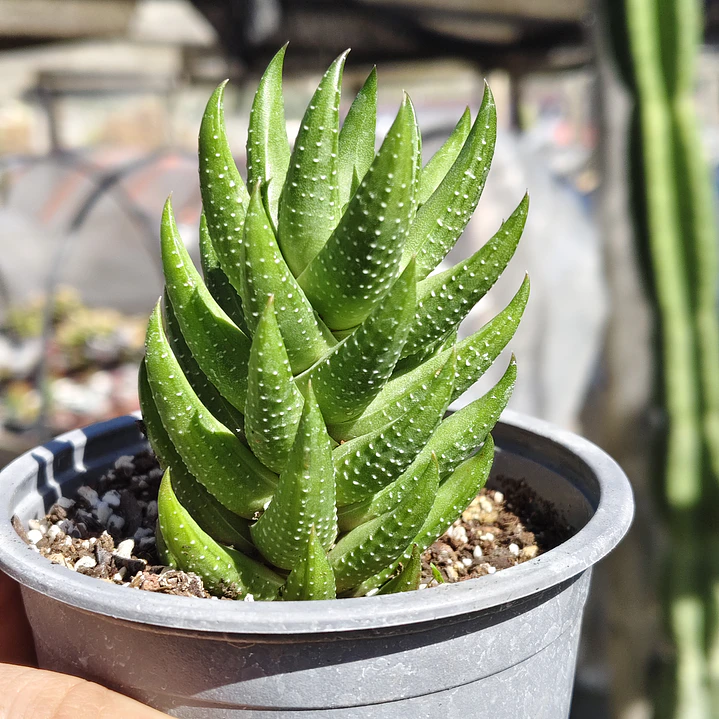 Haworthia Reinwardtii 1
