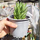 Haworthia Reinwardtii - Miniatura 3