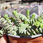 Crassula Marnieriana - Miniatura 2