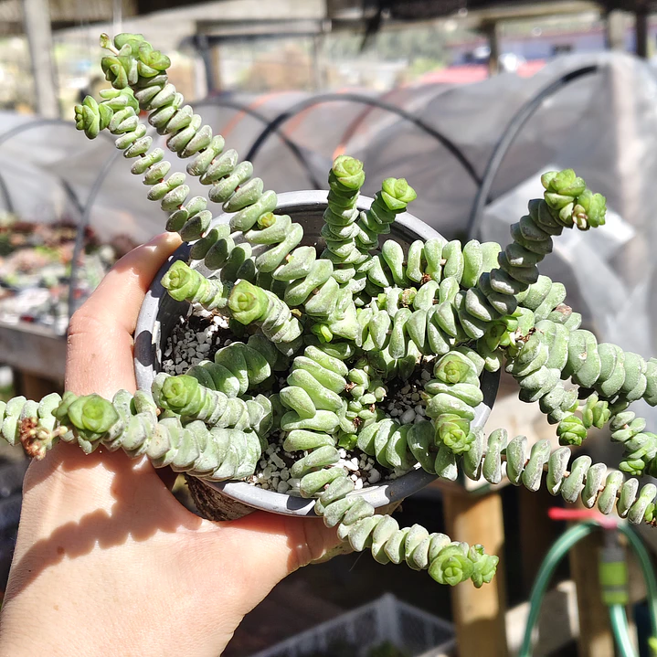 Crassula Marnieriana 3