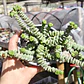 Crassula Marnieriana - Miniatura 3