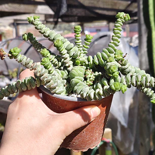 Crassula Marnieriana