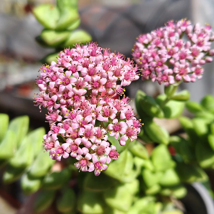 Crassula Rupestris ssp. Rupestris 3