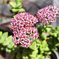 Crassula Rupestris ssp. Rupestris - Miniatura 3