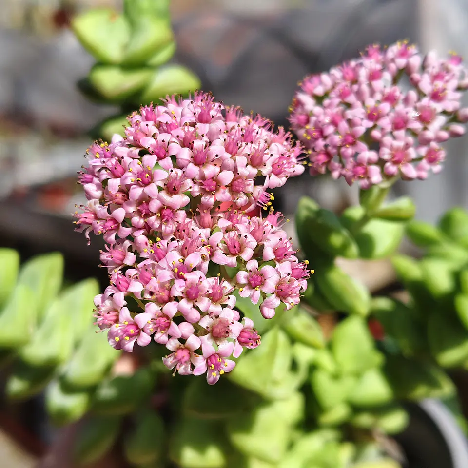 Crassula Rupestris ssp. Rupestris 3