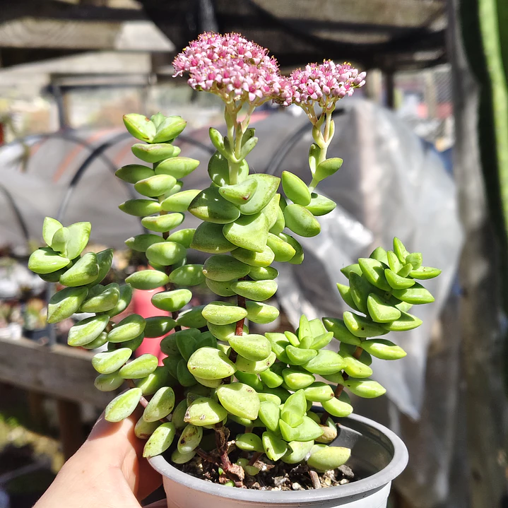 Crassula Rupestris ssp. Rupestris 1
