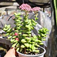 Crassula Rupestris ssp. Rupestris - Miniatura 1