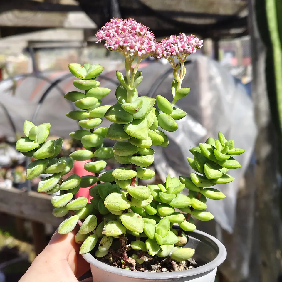Crassula Rupestris ssp. Rupestris 1