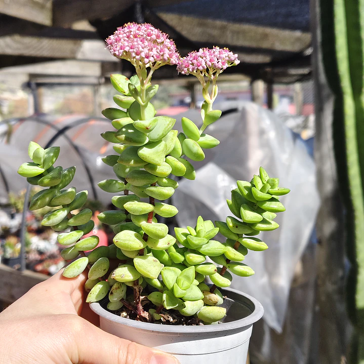 Crassula Rupestris ssp. Rupestris 4