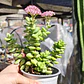Crassula Rupestris ssp. Rupestris - Miniatura 4