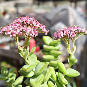 Crassula Rupestris ssp. Rupestris