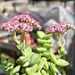 Crassula Rupestris ssp. Rupestris - Miniatura 2