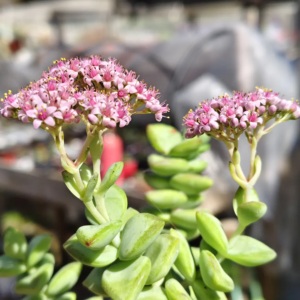 Crassula Rupestris ssp. Rupestris 2