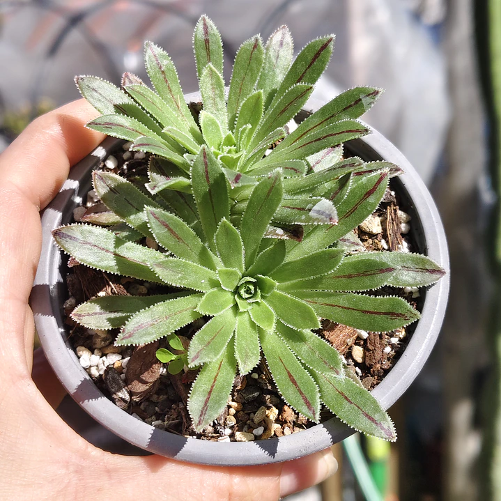 Aeonium Barbatum 3