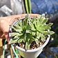 Aeonium Barbatum - Miniatura 2
